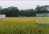 সারের অপচয় ও আমদানি কমাতে কৃষিতে ন্যানো প্রযুক্তি, কম সারে বেশি পুষ্টির সম্ভাবনা